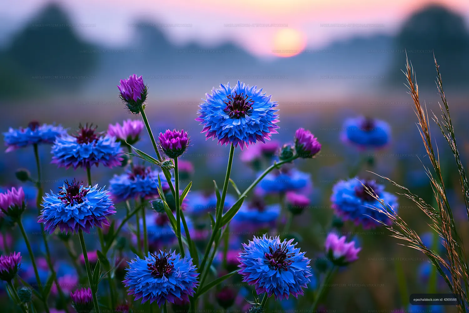 Colorful wildflowers blooming at sunrise in a field