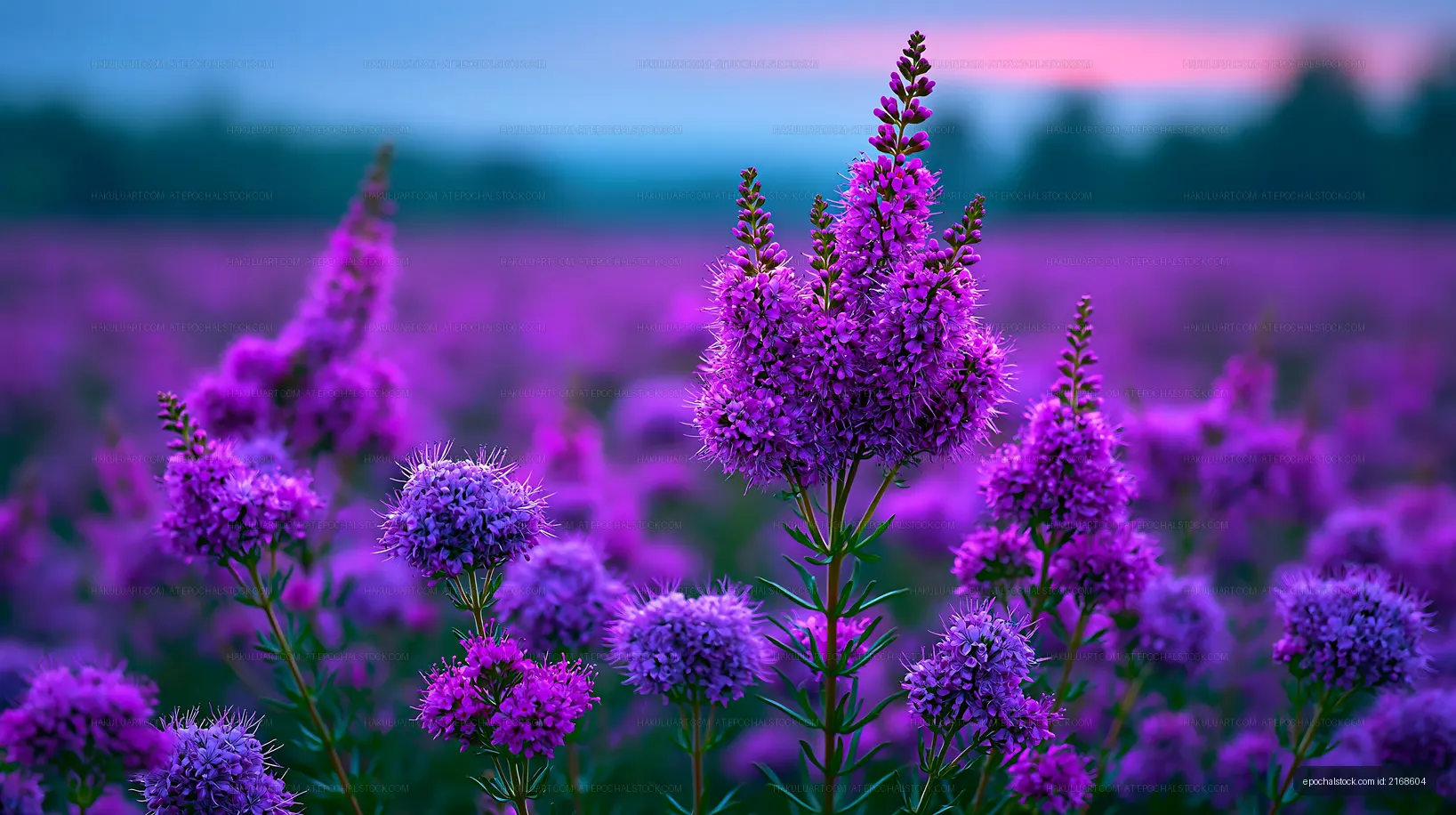 Vibrant purple flowers blooming in a scenic field