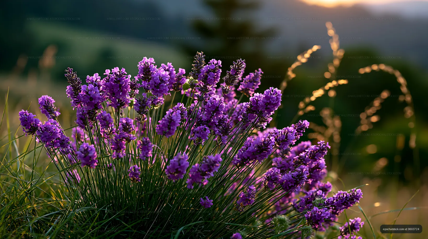 Lavender flowers in a field during sunset
