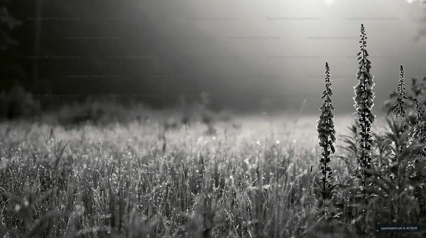 Foggy morning with wildflowers and dew in a field