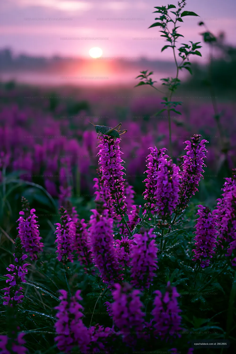 Sunrise over purple flowers in a field
