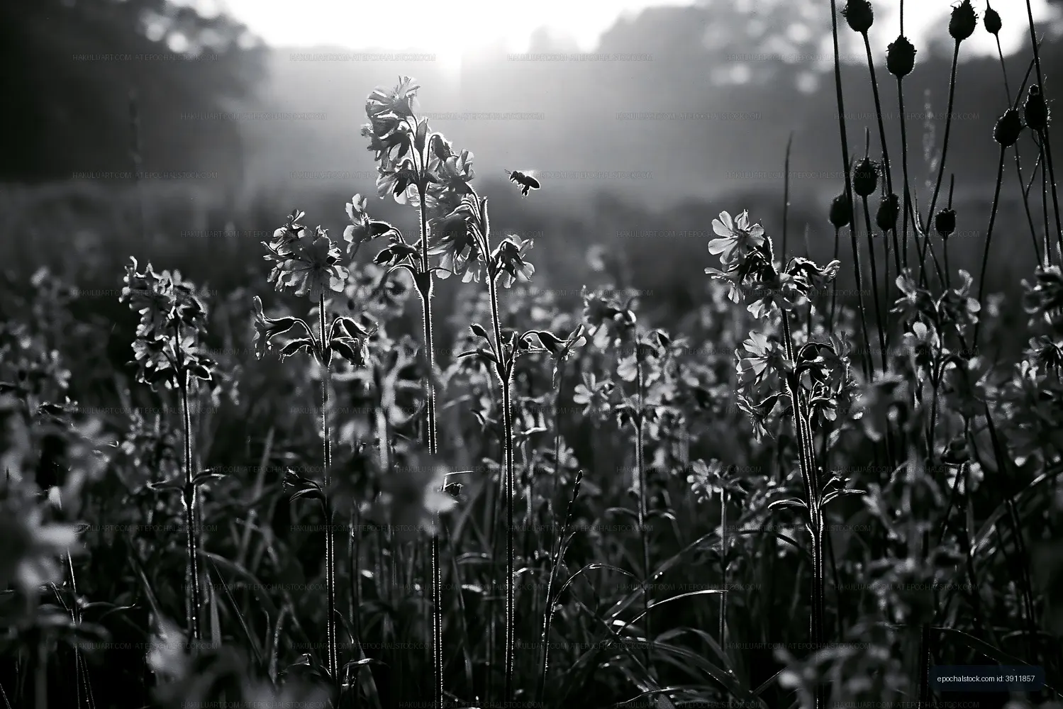 Morning light shines on flowers in a field with a buzzing bee