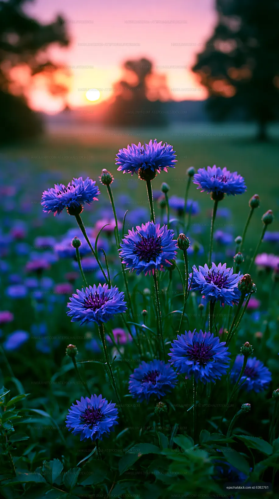 Colorful flowers in a field during sunset