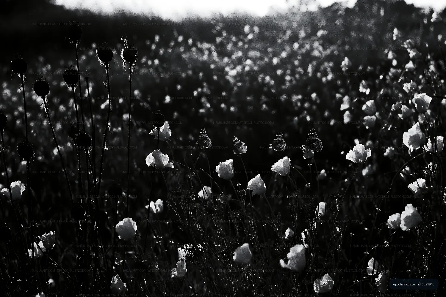 Field of flowers with dew drops in black and white