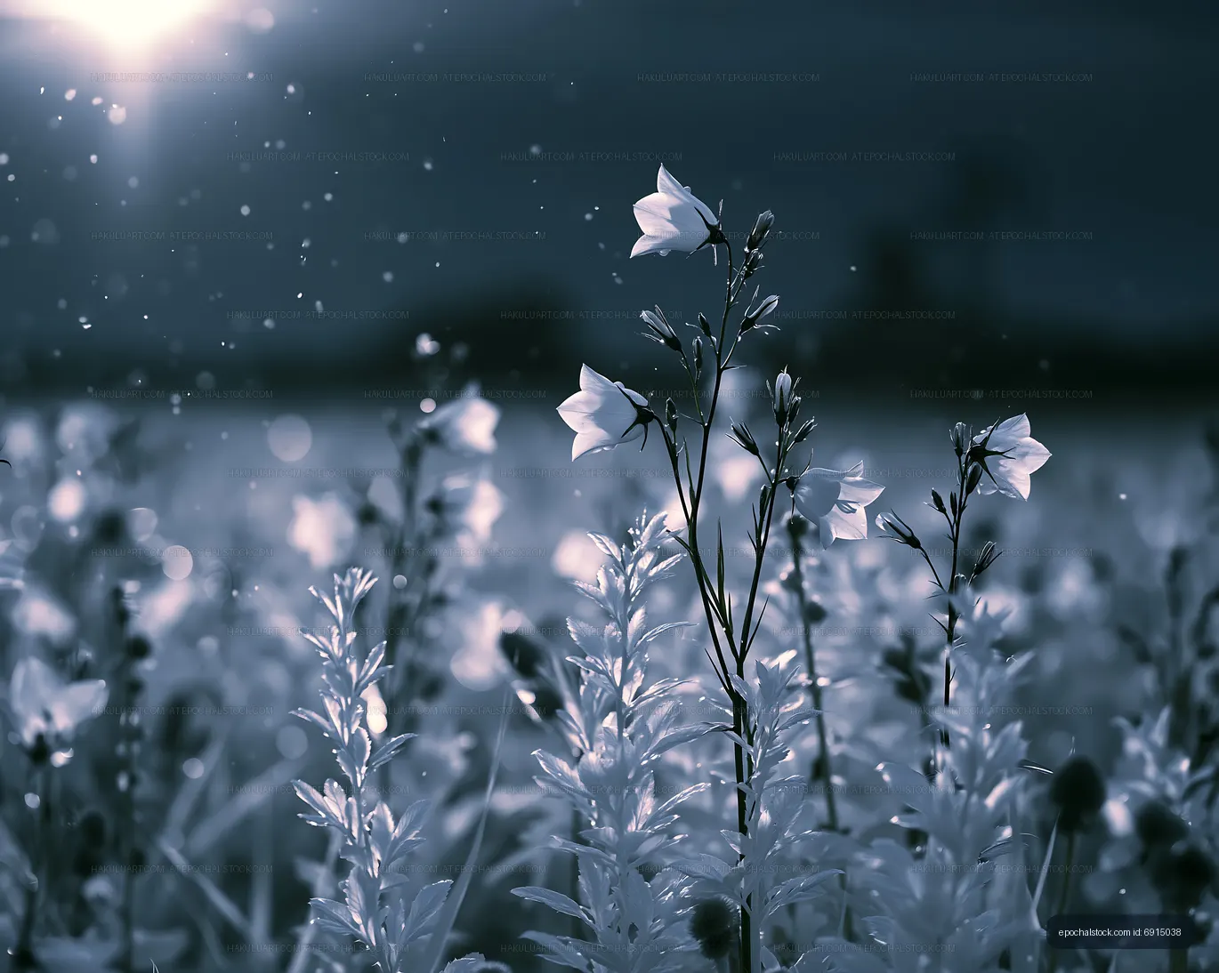 Flowers in a field with sunlight and raindrops in the background