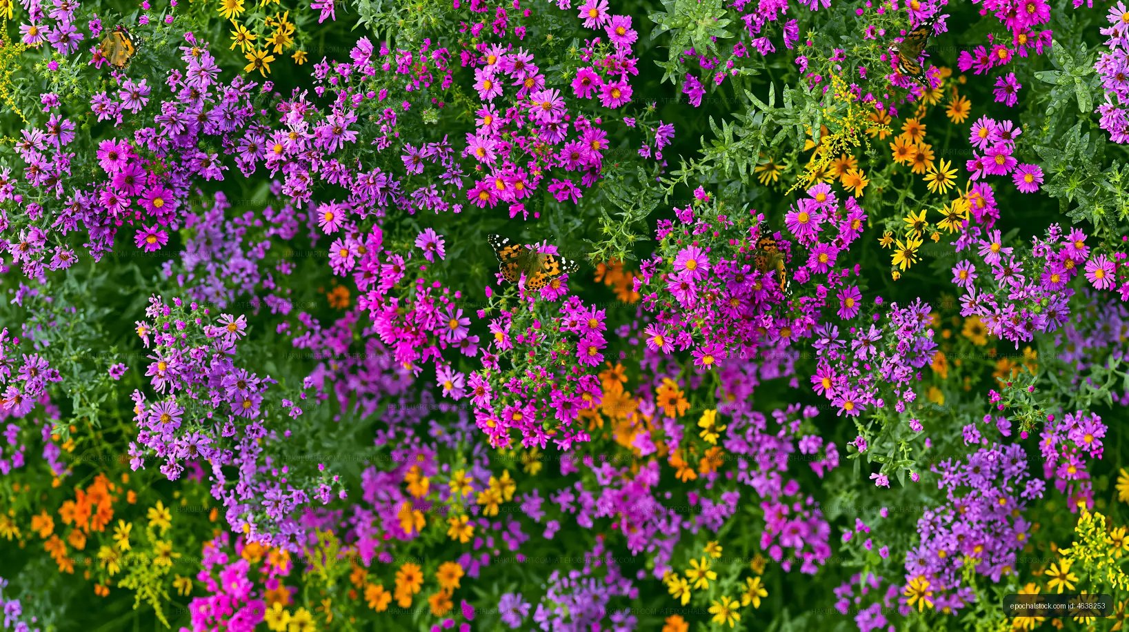 Colorful wildflowers blooming in a garden during springtime