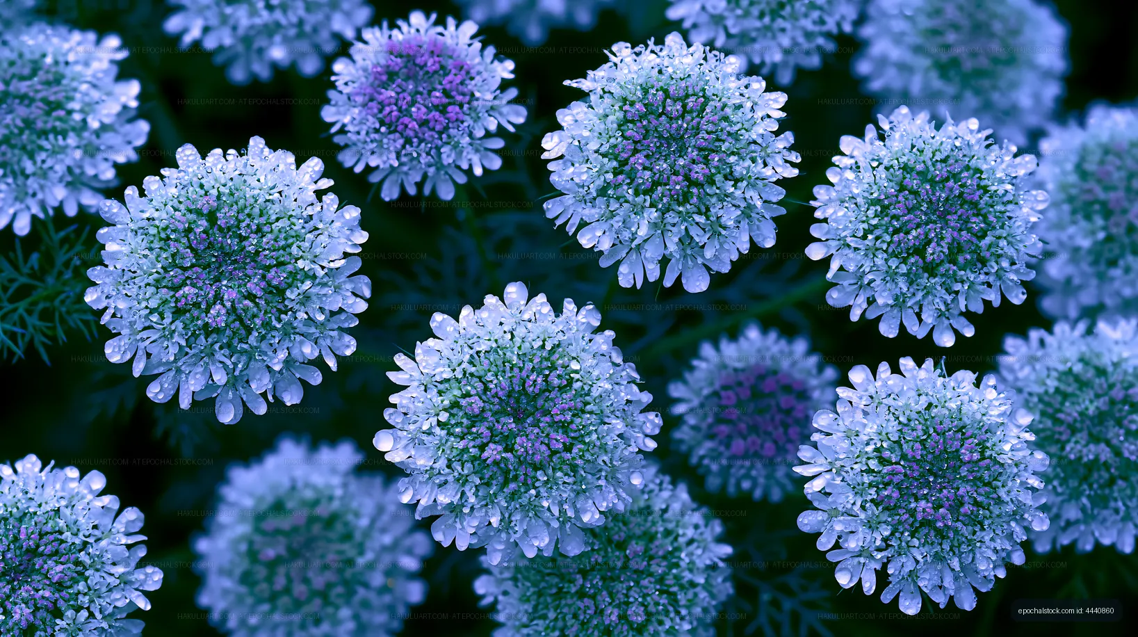 Blue flowers with water droplets in a garden setting