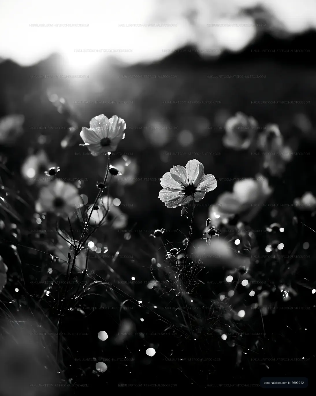 Black and white flowers in a field during sunset