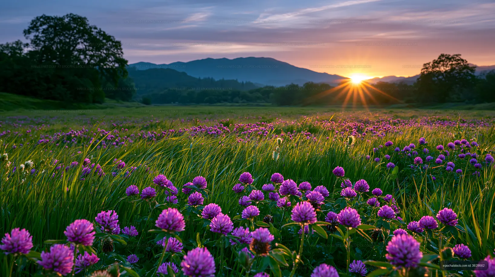 Sunrise over a field of blooming purple flowers