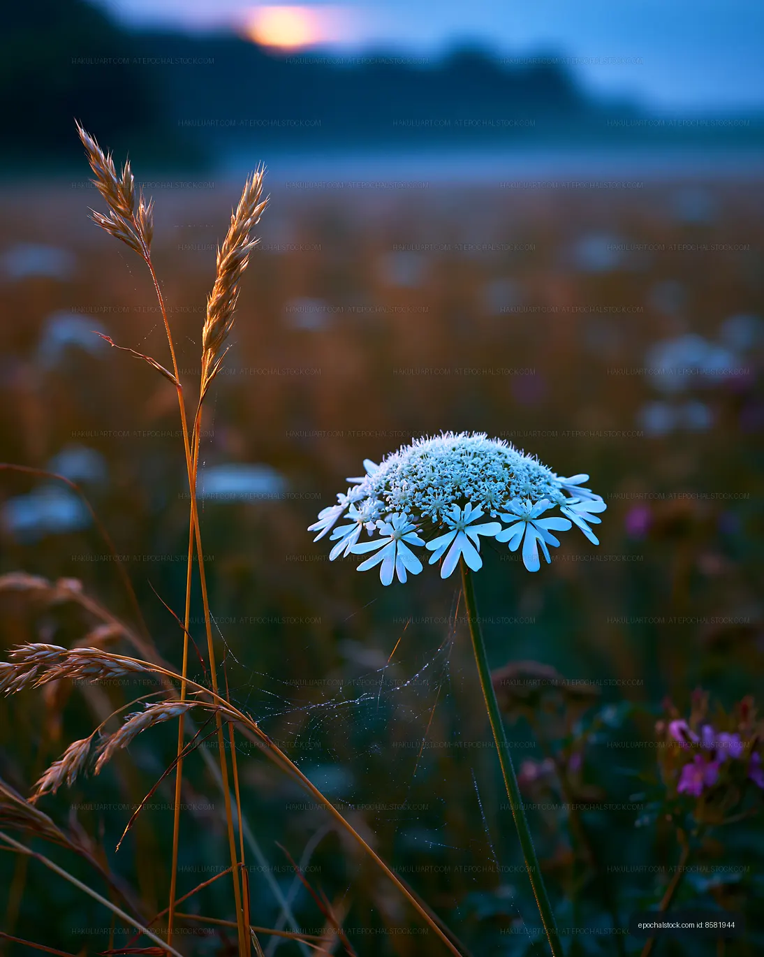 Wildflower stands in a grassy field at sunset