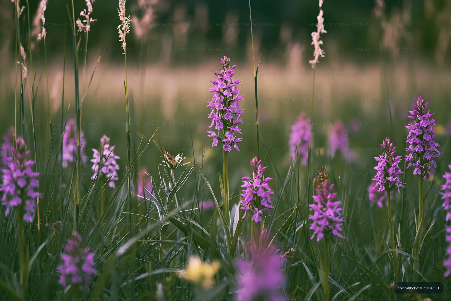 Purple wildflowers bloom in a grassy field during summer