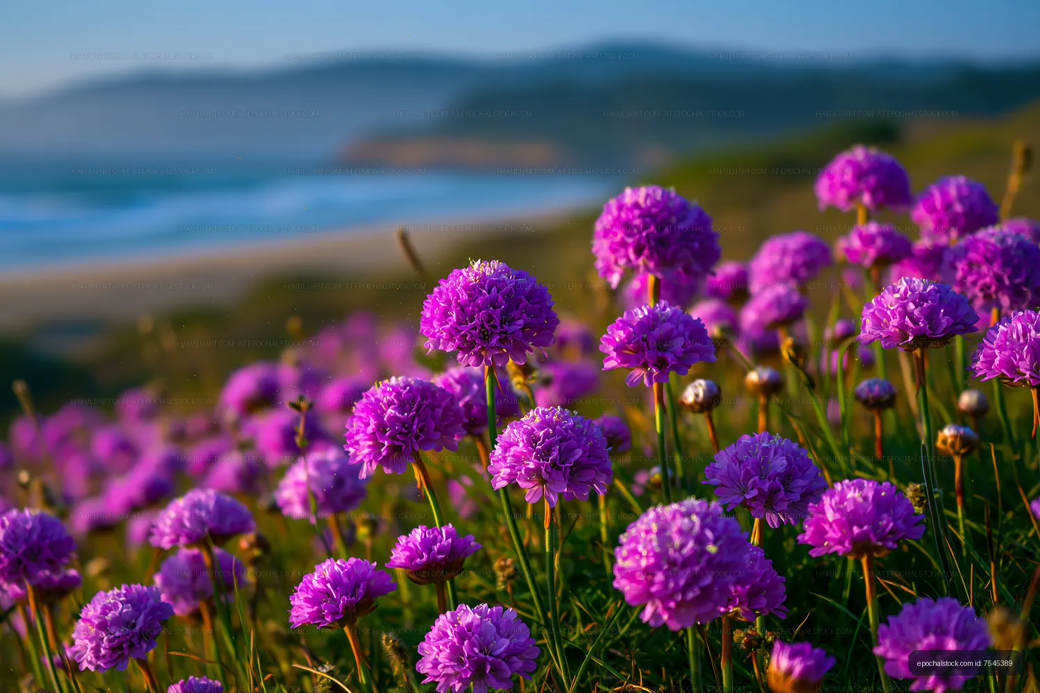 Vibrant purple flowers by the coast with ocean view