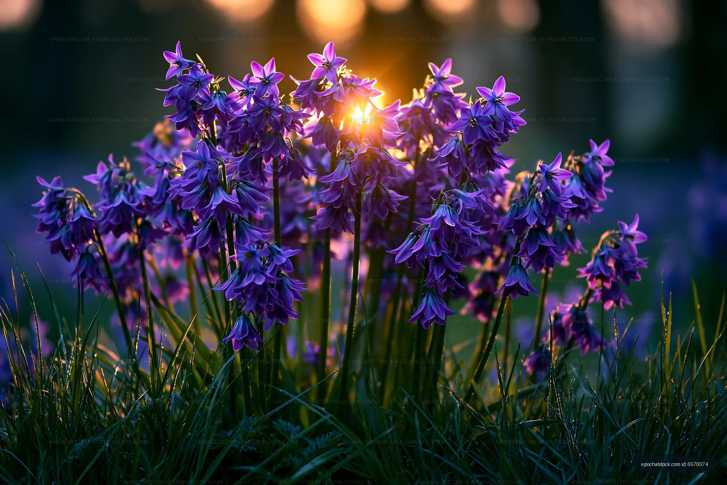 Sunlight shining through purple flowers at sunset