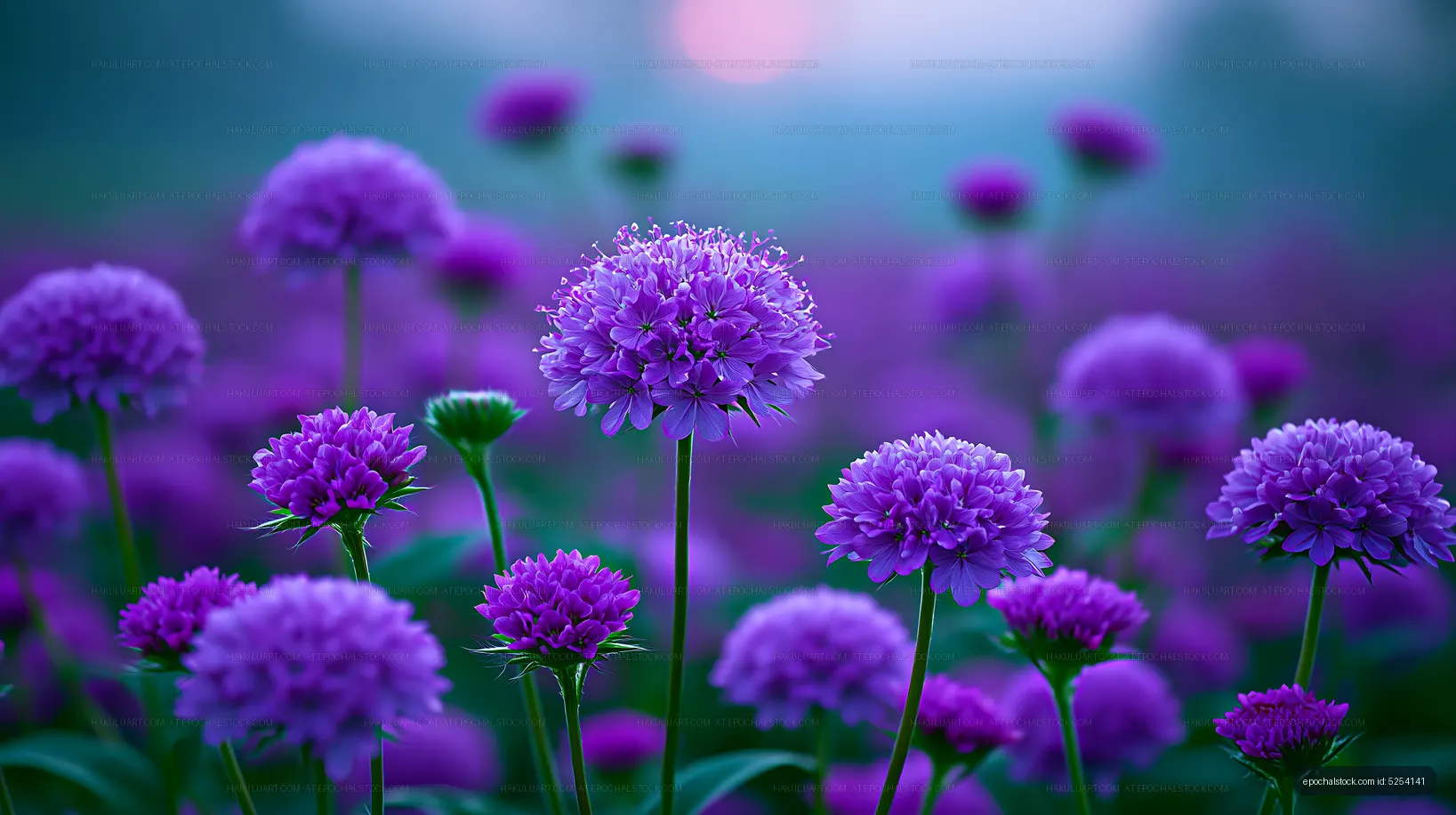 Purple flowers bloom in a field during early morning light