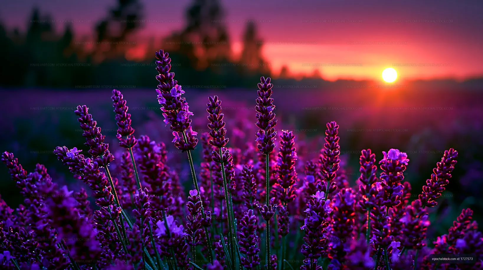 Lavender field at sunset with purple flowers and warm light
