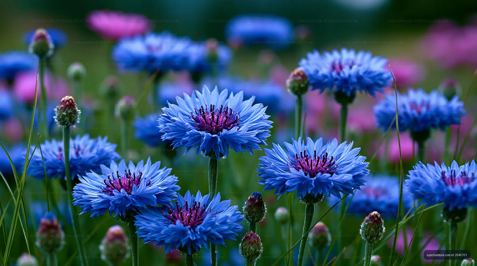 Vibrant blue flowers bloom in a sunny field during springtime