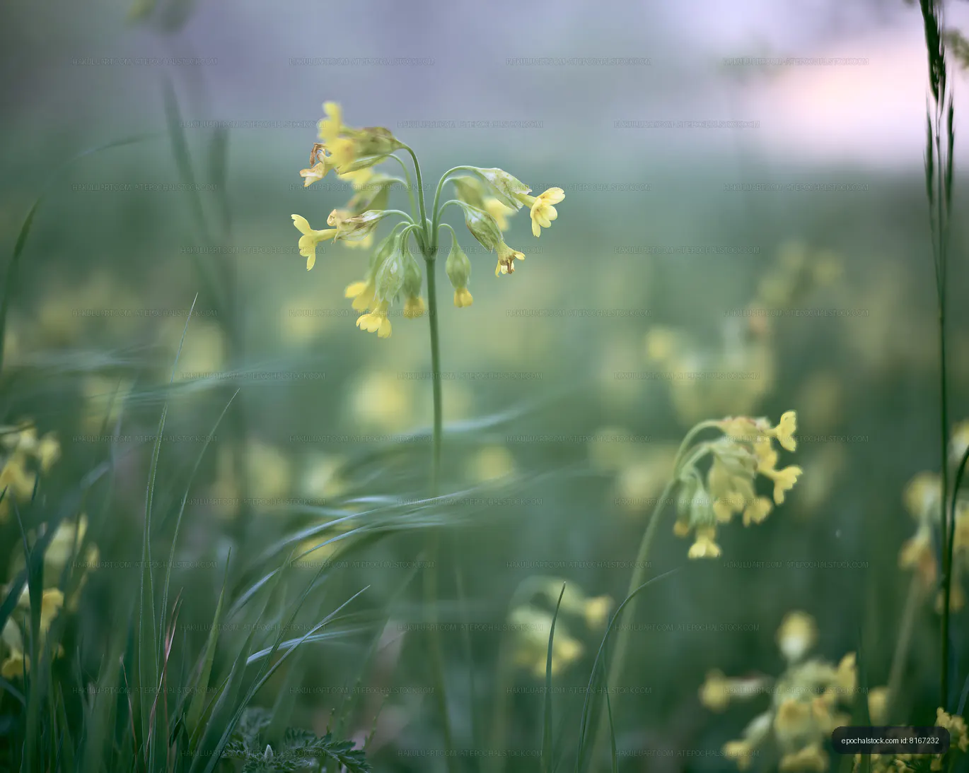 Yellow wildflowers bloom in a field during springtime