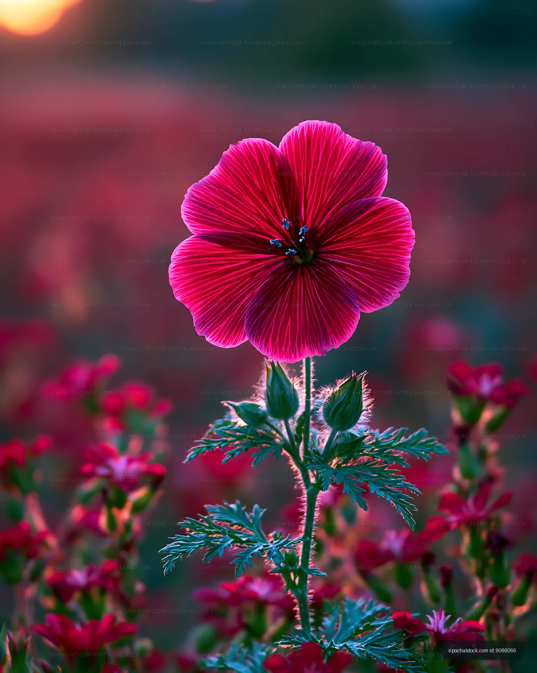 Bright flower stands alone in a field at sunset