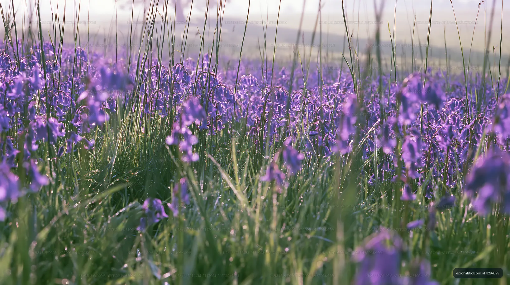 Vibrant purple flowers in a grassy field during morning light