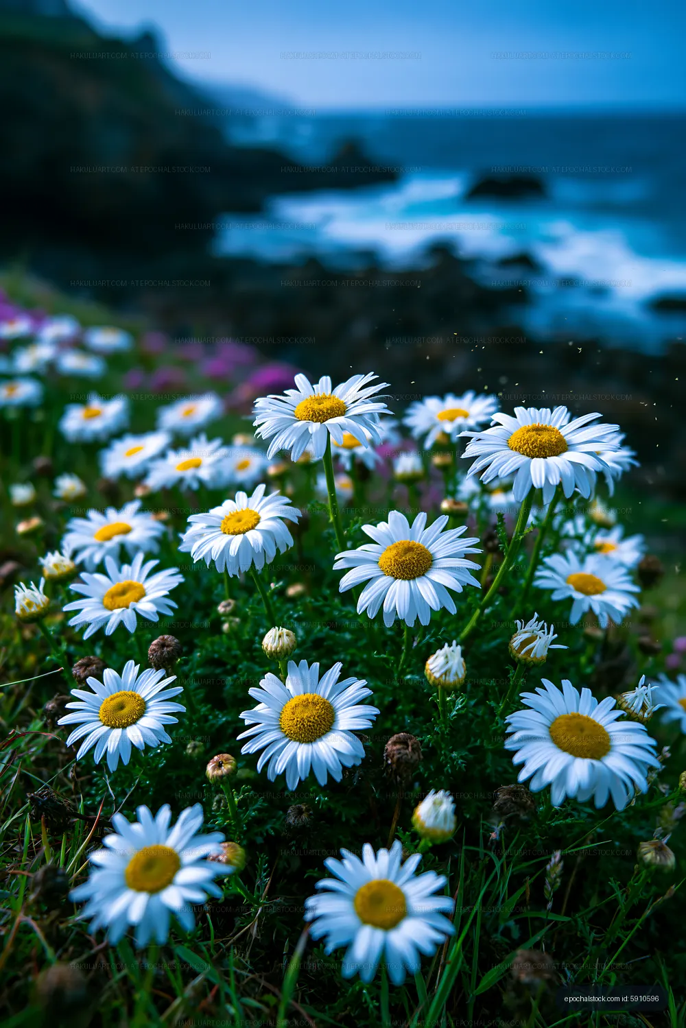 Daisies blooming near the coast at dusk