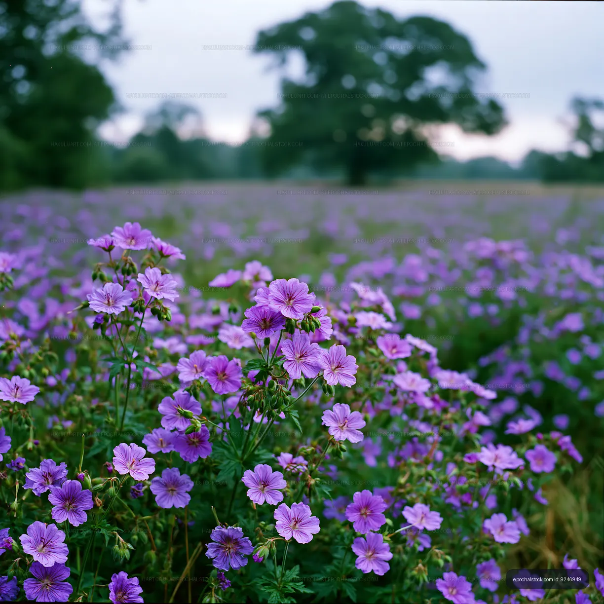Purple flowers in a field during the daytime