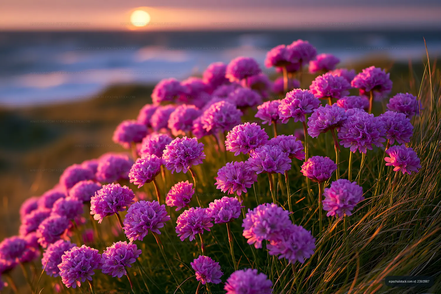 Purple flowers bloom near the coast at sunset