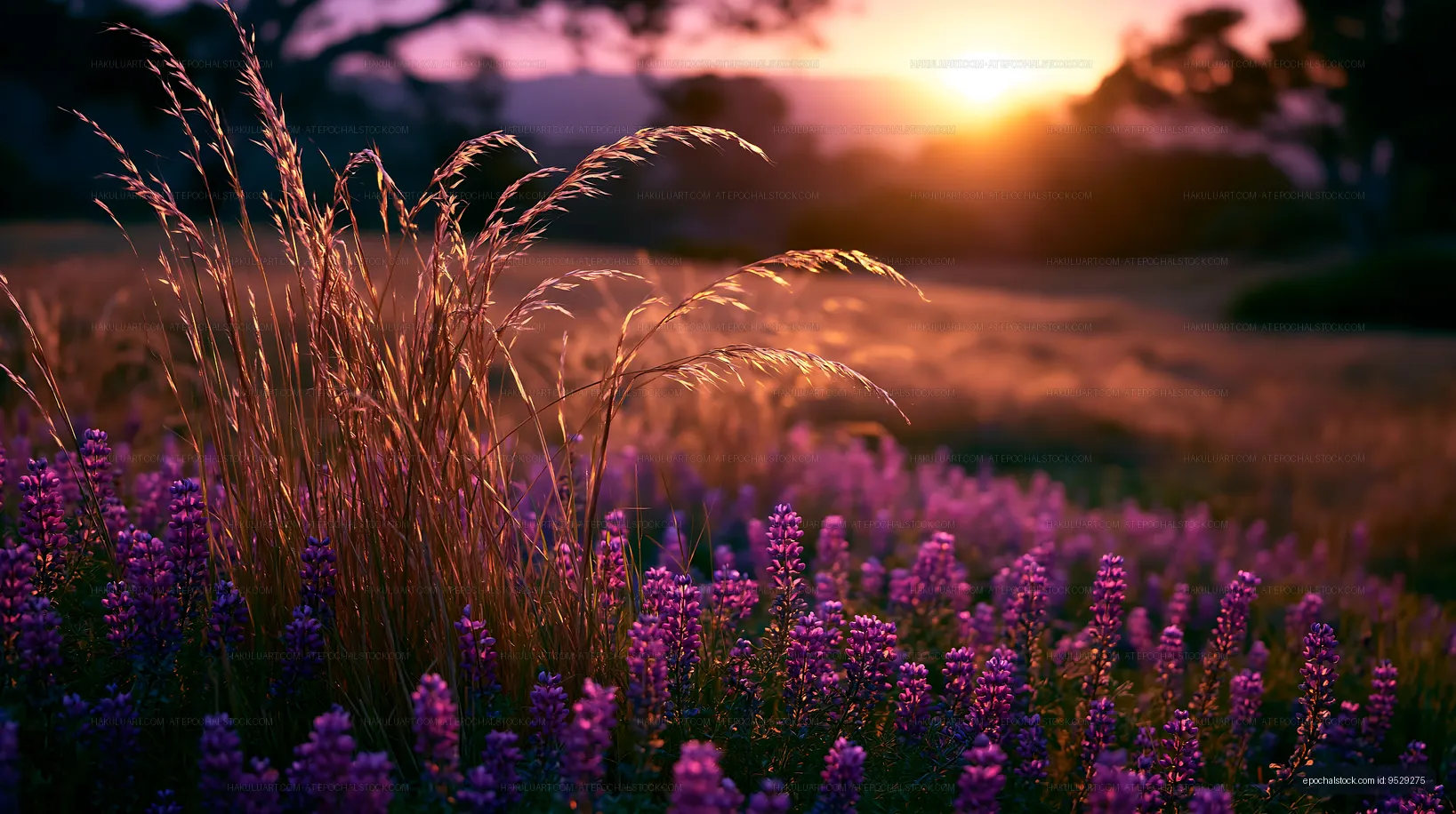 Sunset over a field filled with purple flowers and tall grass