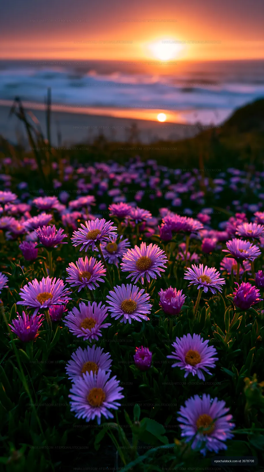 Purple flowers in bloom with sunset by the ocean
