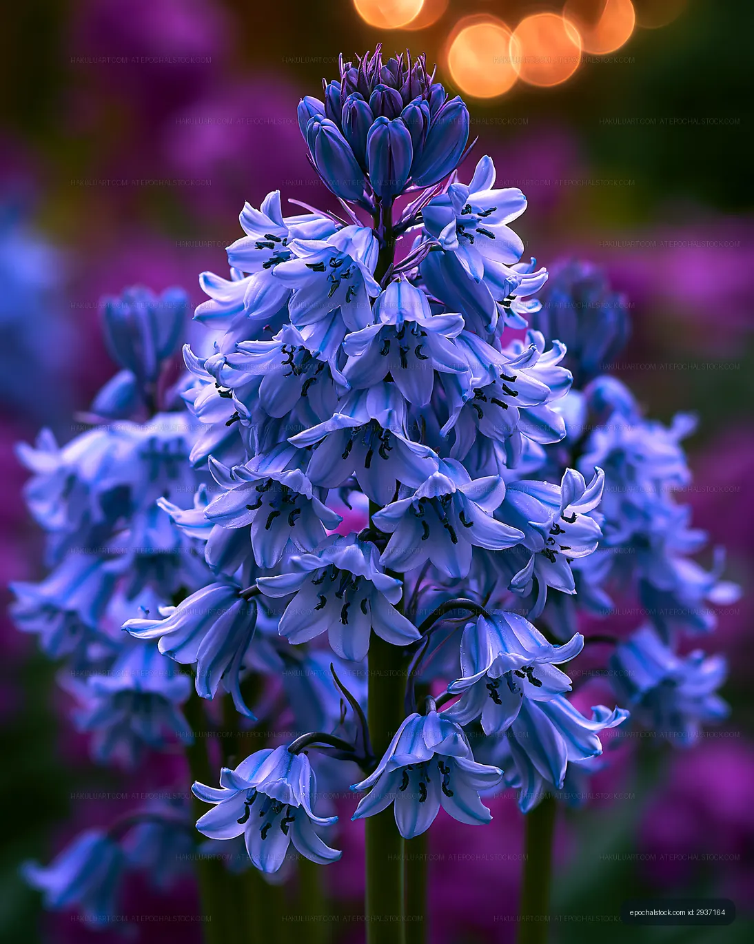 Blue flowers blooming in a garden during late afternoon