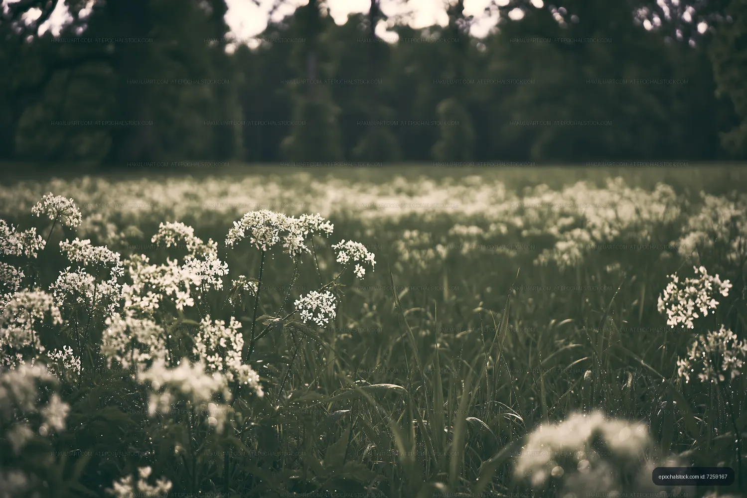 Field of white flowers under trees in a park