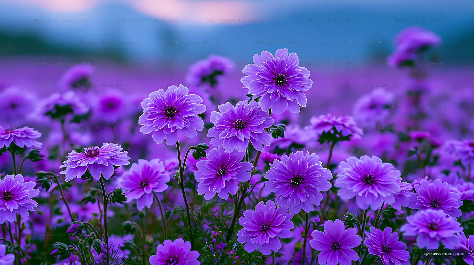 Vibrant purple flowers blooming in a field during sunset