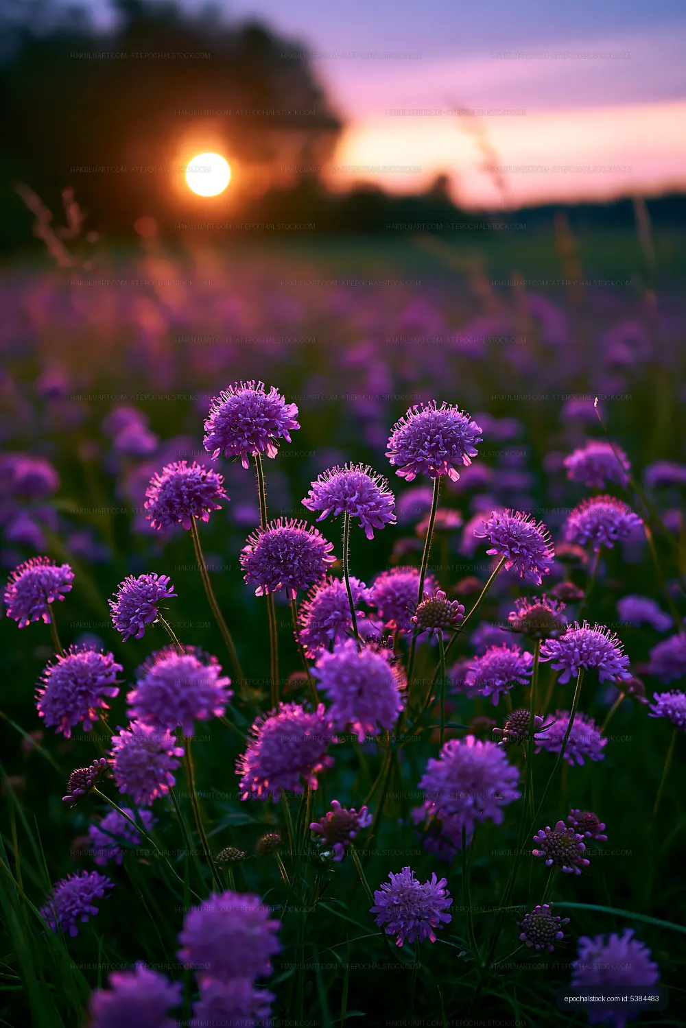 Sunset over a field of purple flowers with soft lighting