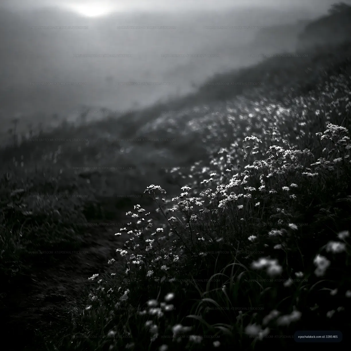 Flowers in a field during foggy morning light