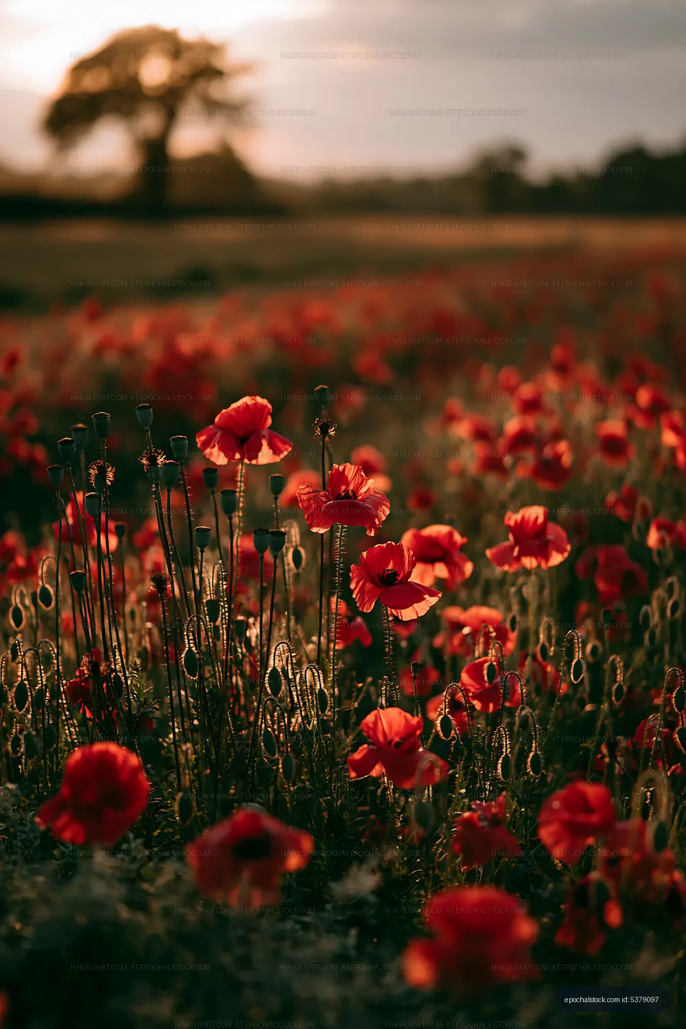 Bright red poppies in a field during sunset