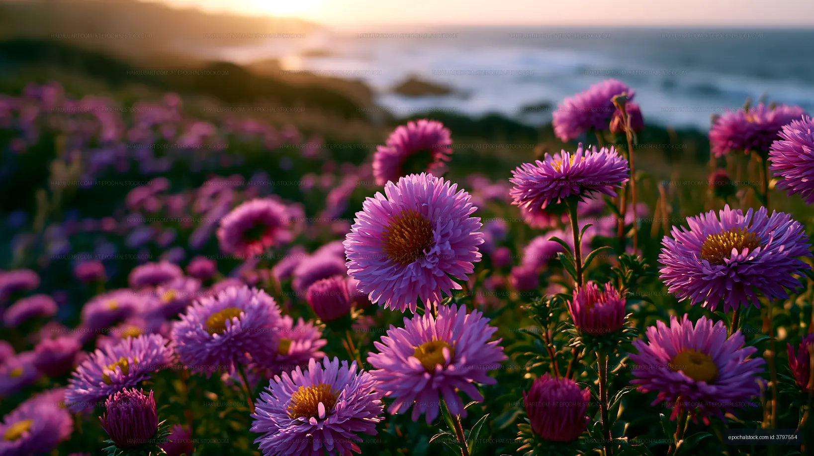 Purple flowers blooming near the coast at sunset