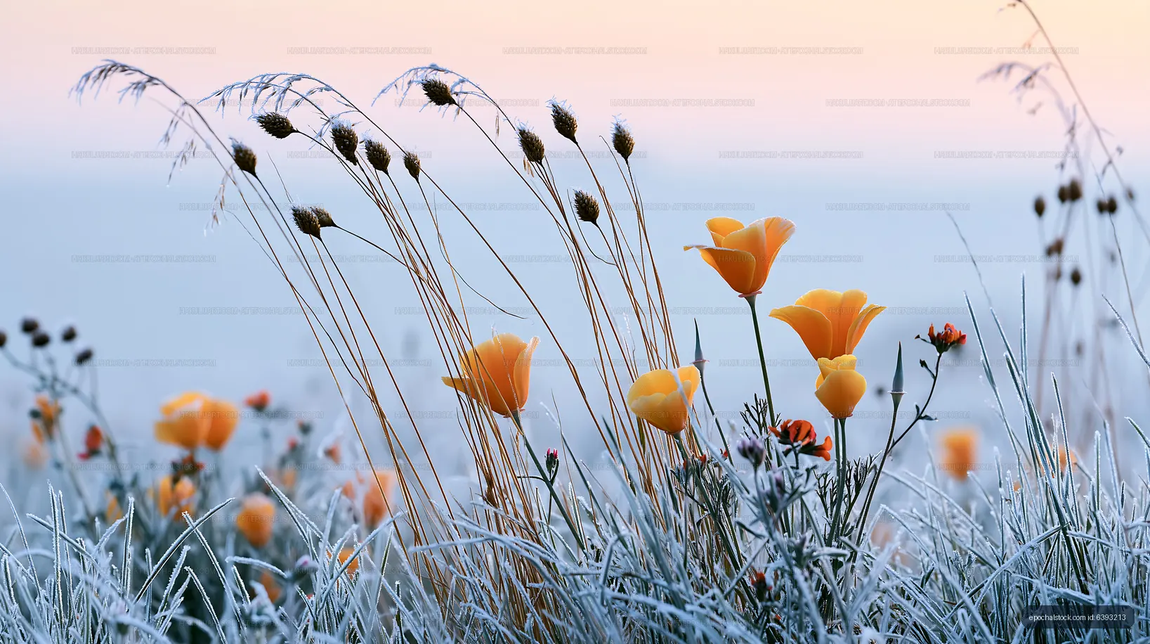 Frosty meadow with yellow flowers and grasses at sunrise