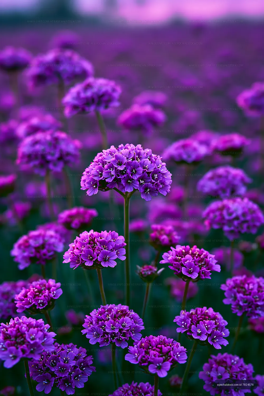 Purple flowers in a blooming field at sunset