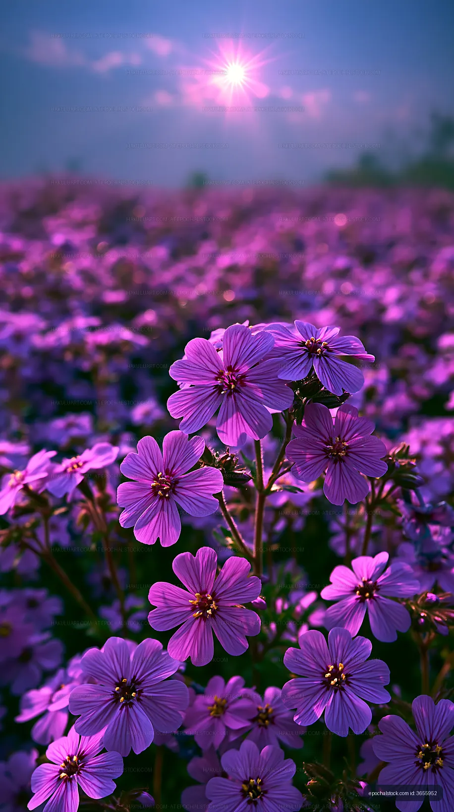 Vibrant purple flowers in a field during sunset