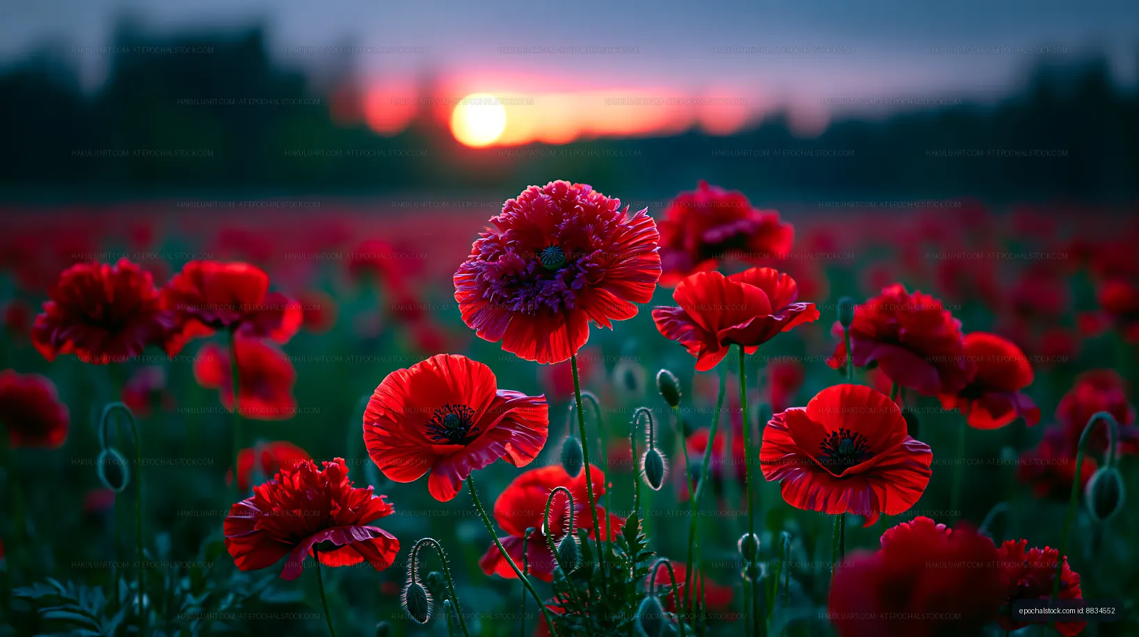 Poppies bloom at sunset in a flower field