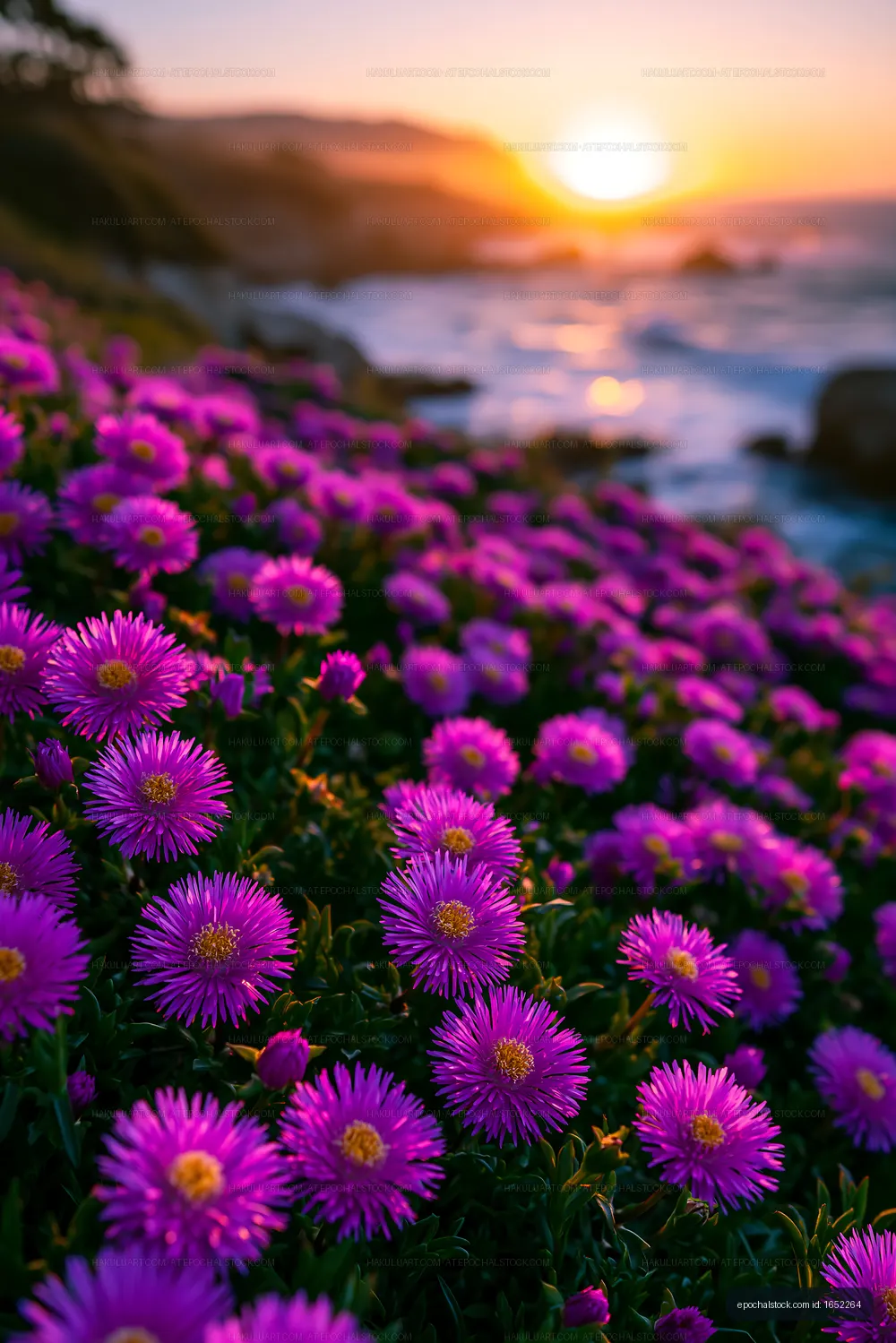 Vibrant purple flowers blooming by the ocean at sunset