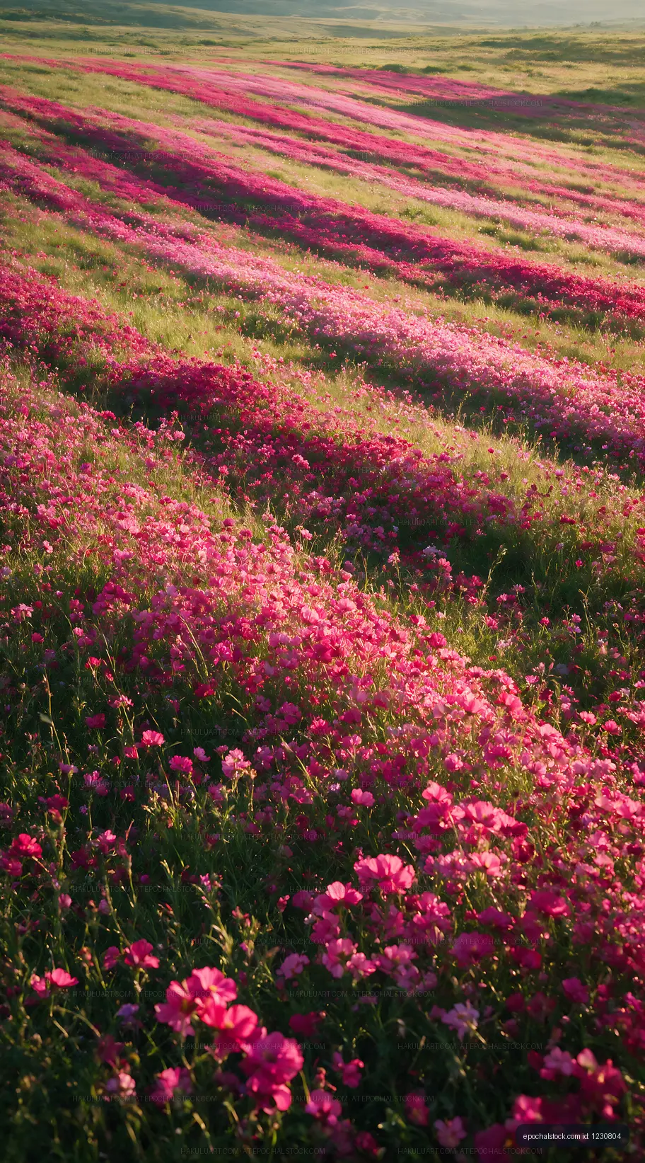 Vast field of pink flowers under sunlight in a rural area
