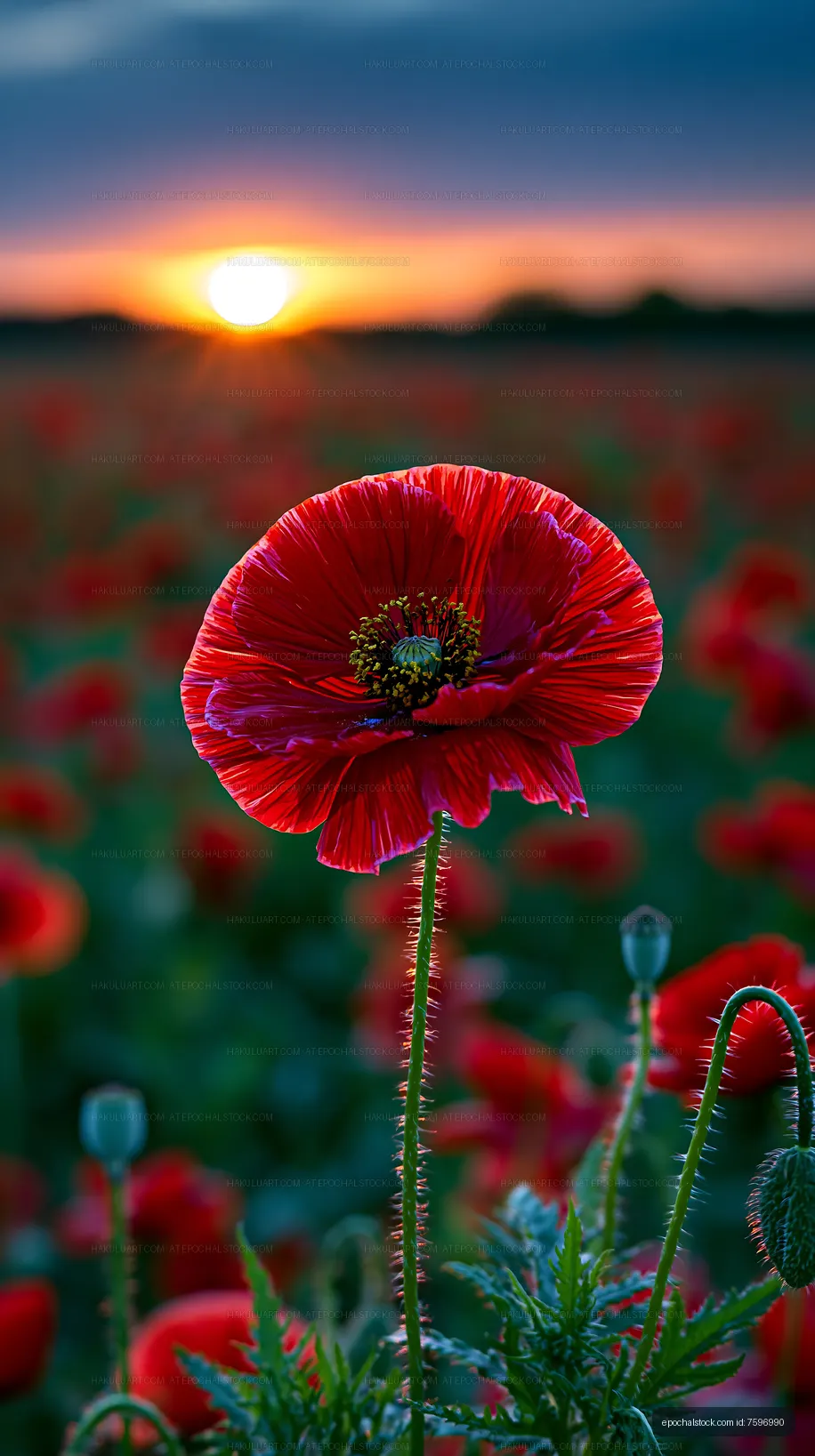 Red poppy flower in a field during sunset