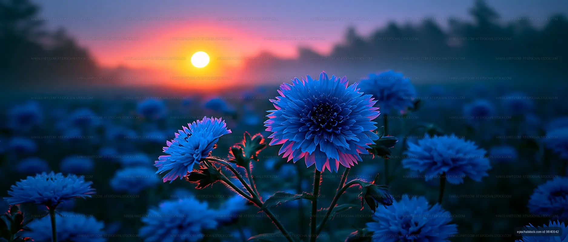 Bright blue flowers blooming at sunset in a field