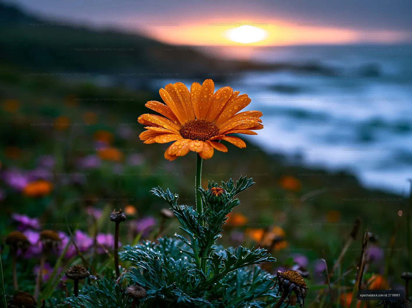 Orange flower in a grassy field during sunset by the ocean