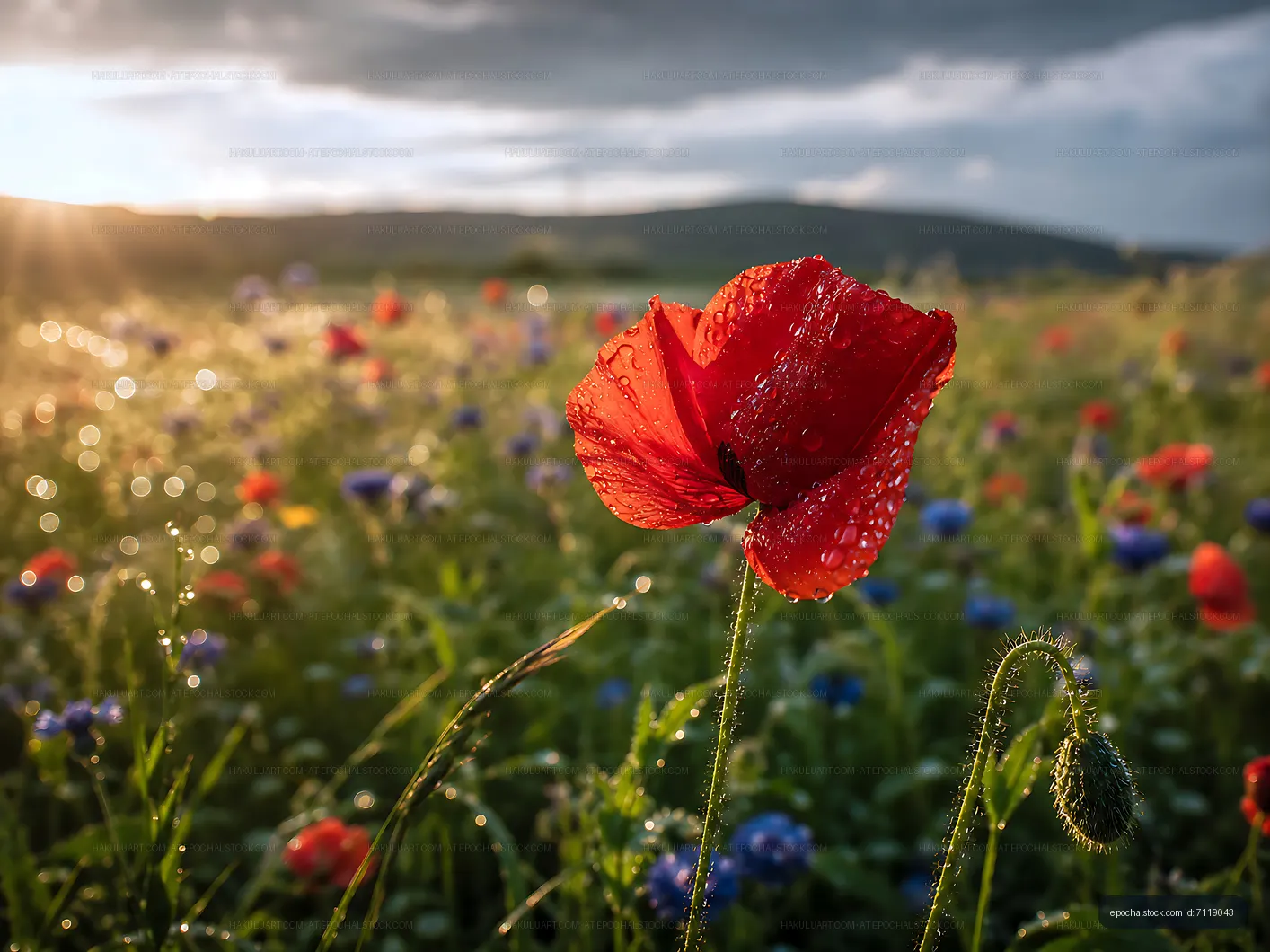 Poppy flower in a colorful meadow during sunset