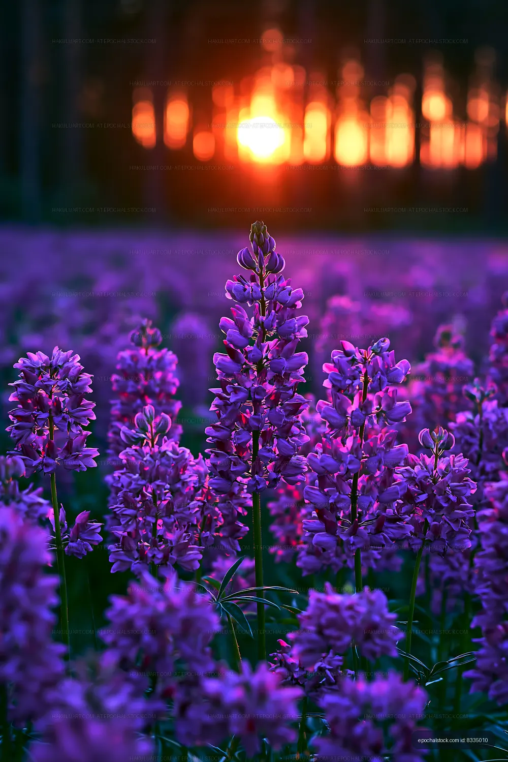 Lavender flowers in bloom during sunset in an open field