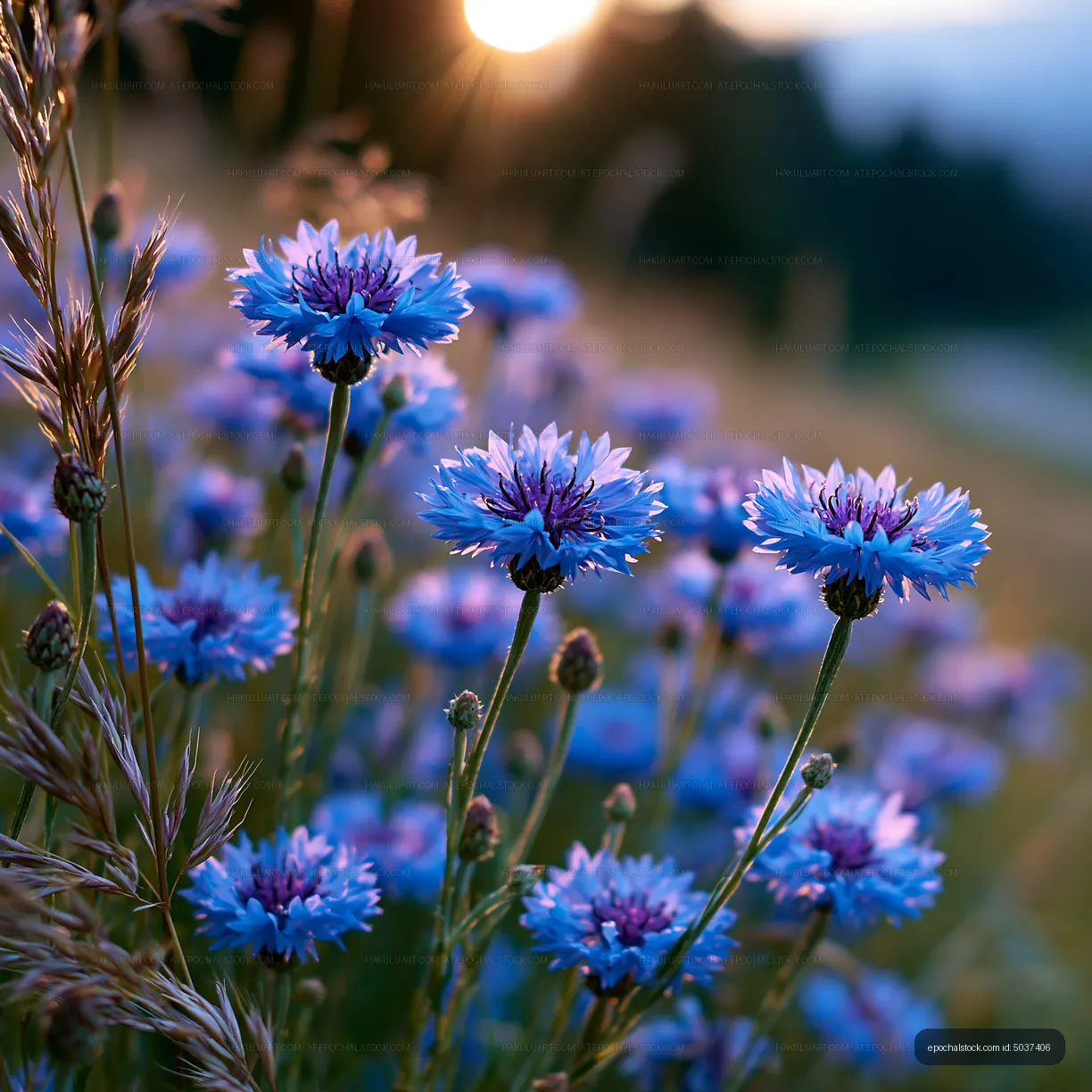 Wildflowers blooming at sunset in a field