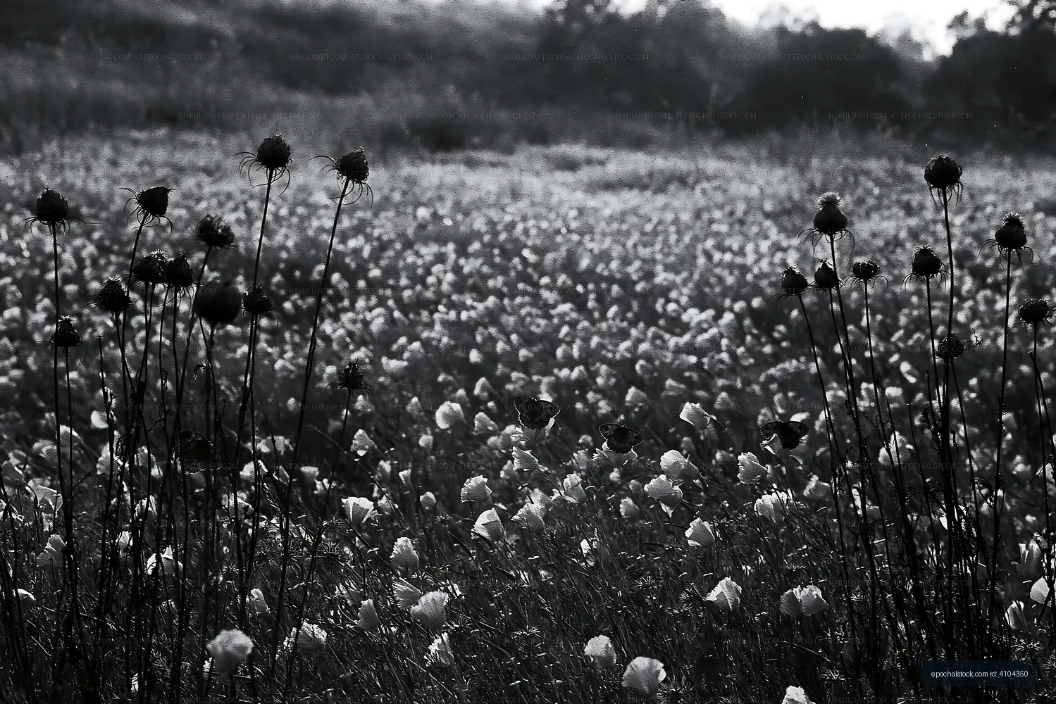 Black and white field of flowers with grass in the background