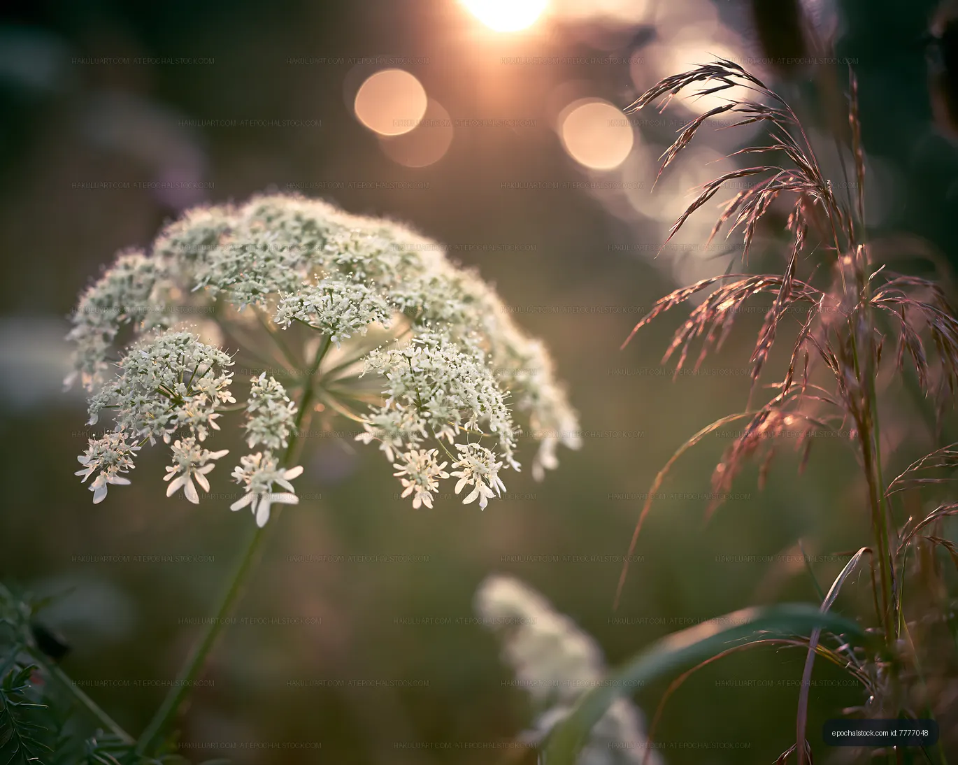 Close-up of white flowers with sunlight in the background