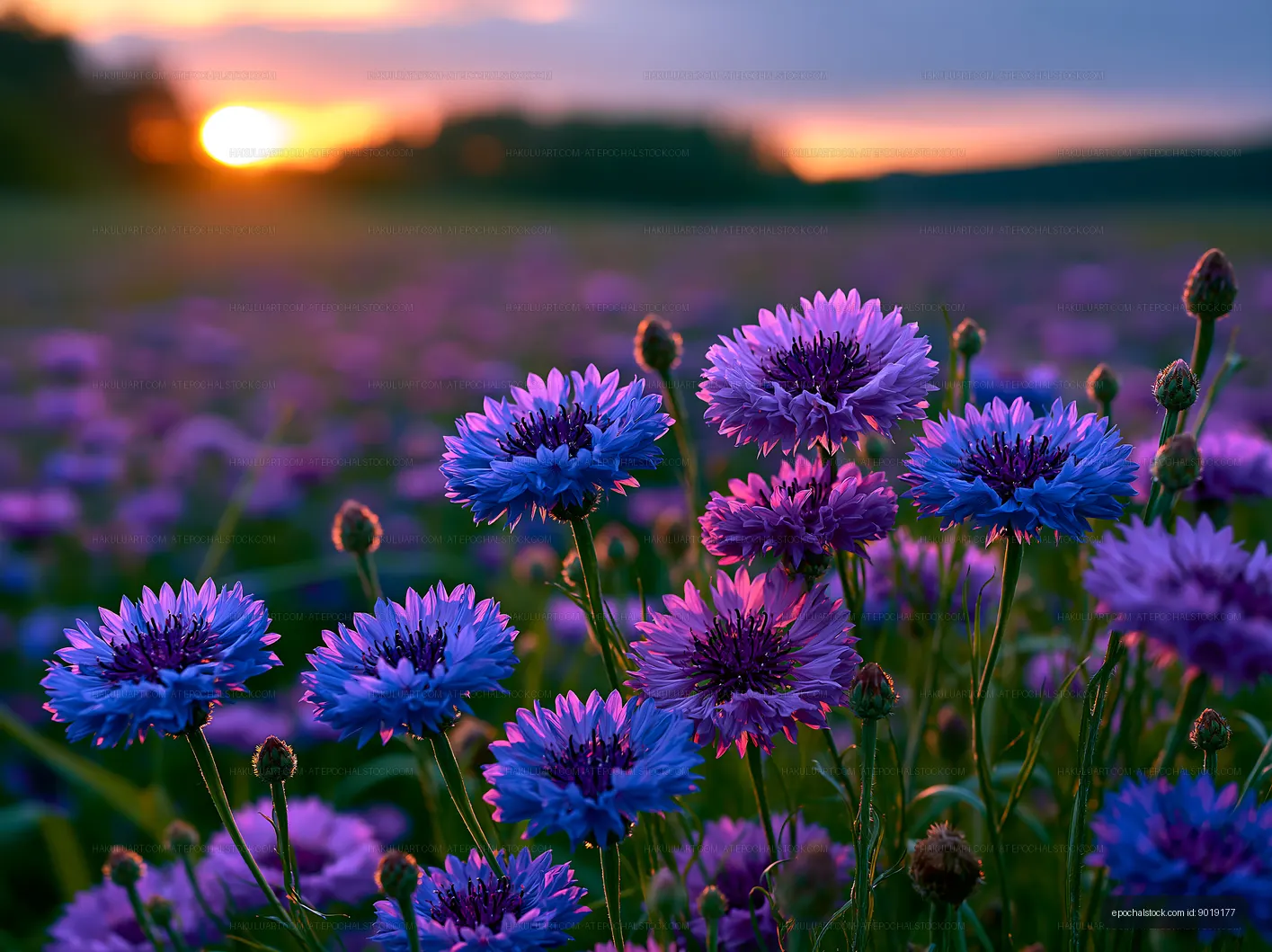 Flowers blooming at sunset in a field